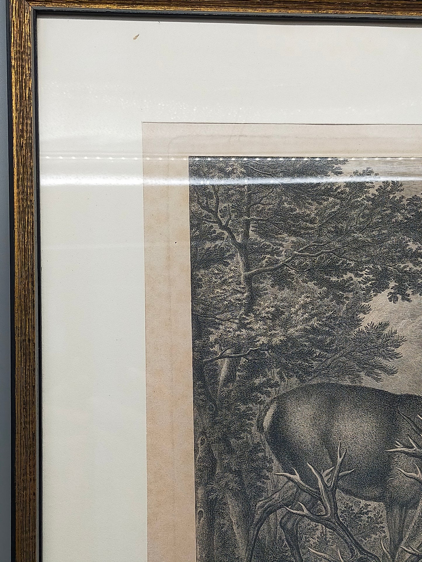 Antiker Kupferstich Johann Elias Ridinger – Prachtvoller Hirsch von 1763