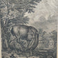 Antiker Kupferstich Johann Elias Ridinger – Prachtvoller Hirsch von 1763