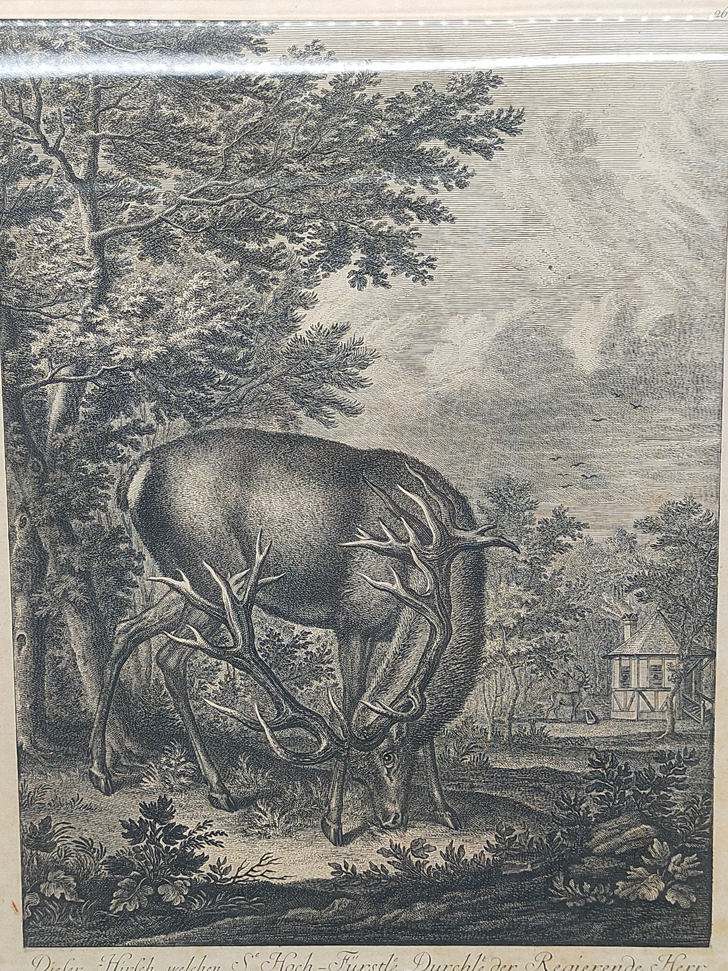 Antiker Kupferstich Johann Elias Ridinger – Prachtvoller Hirsch von 1763