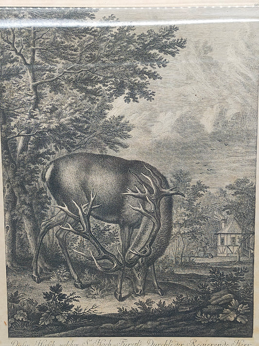 Antiker Kupferstich Johann Elias Ridinger – Prachtvoller Hirsch von 1763