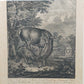 Antiker Kupferstich Johann Elias Ridinger – Prachtvoller Hirsch von 1763