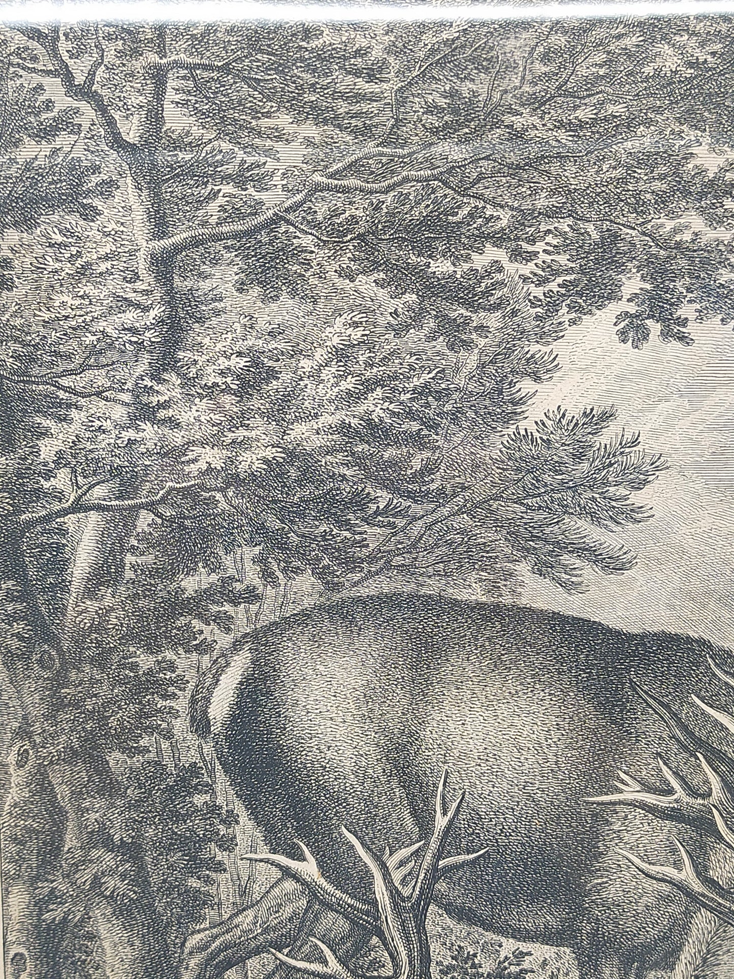 Antiker Kupferstich Johann Elias Ridinger – Prachtvoller Hirsch von 1763
