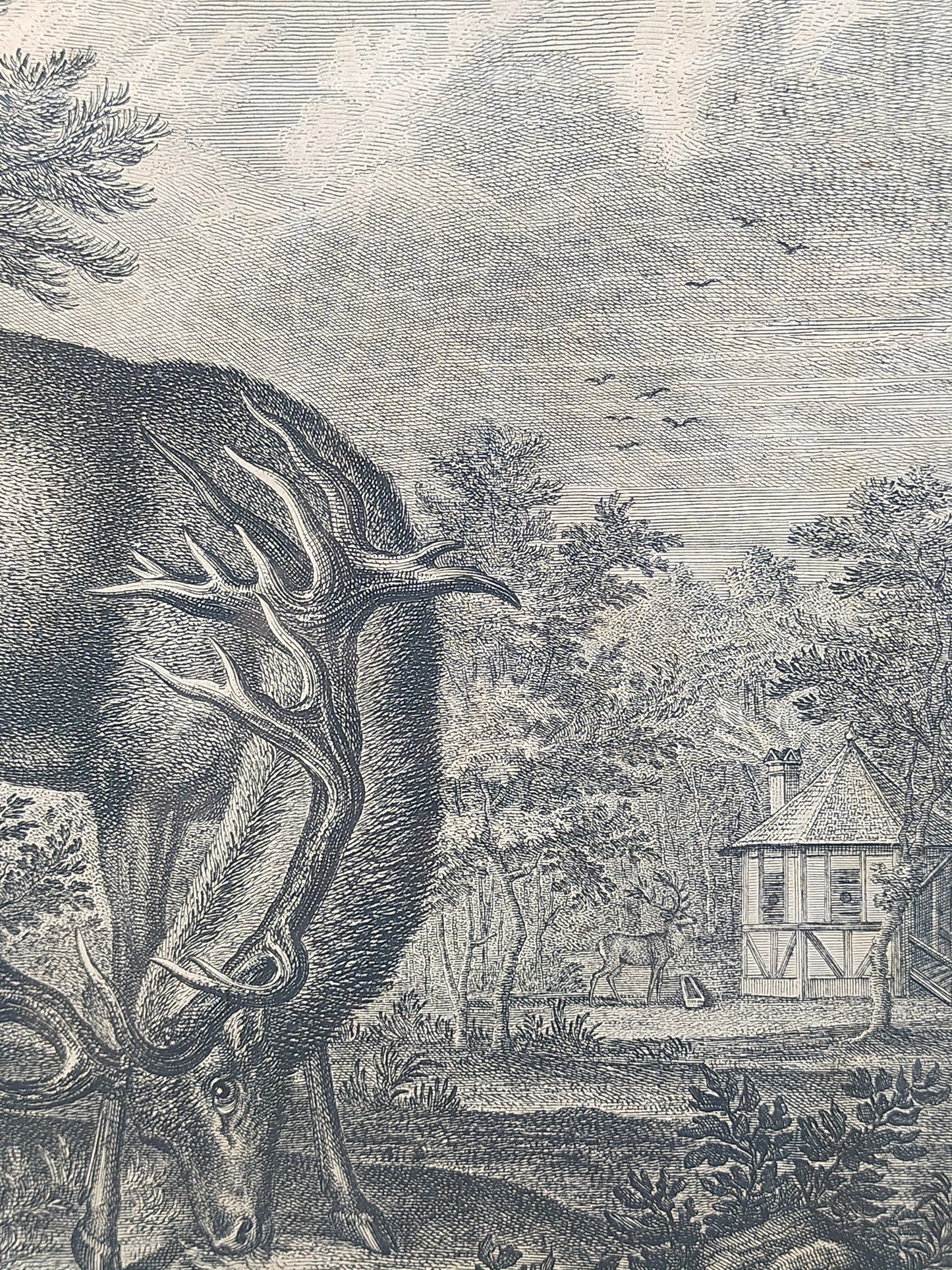 Antiker Kupferstich Johann Elias Ridinger – Prachtvoller Hirsch von 1763