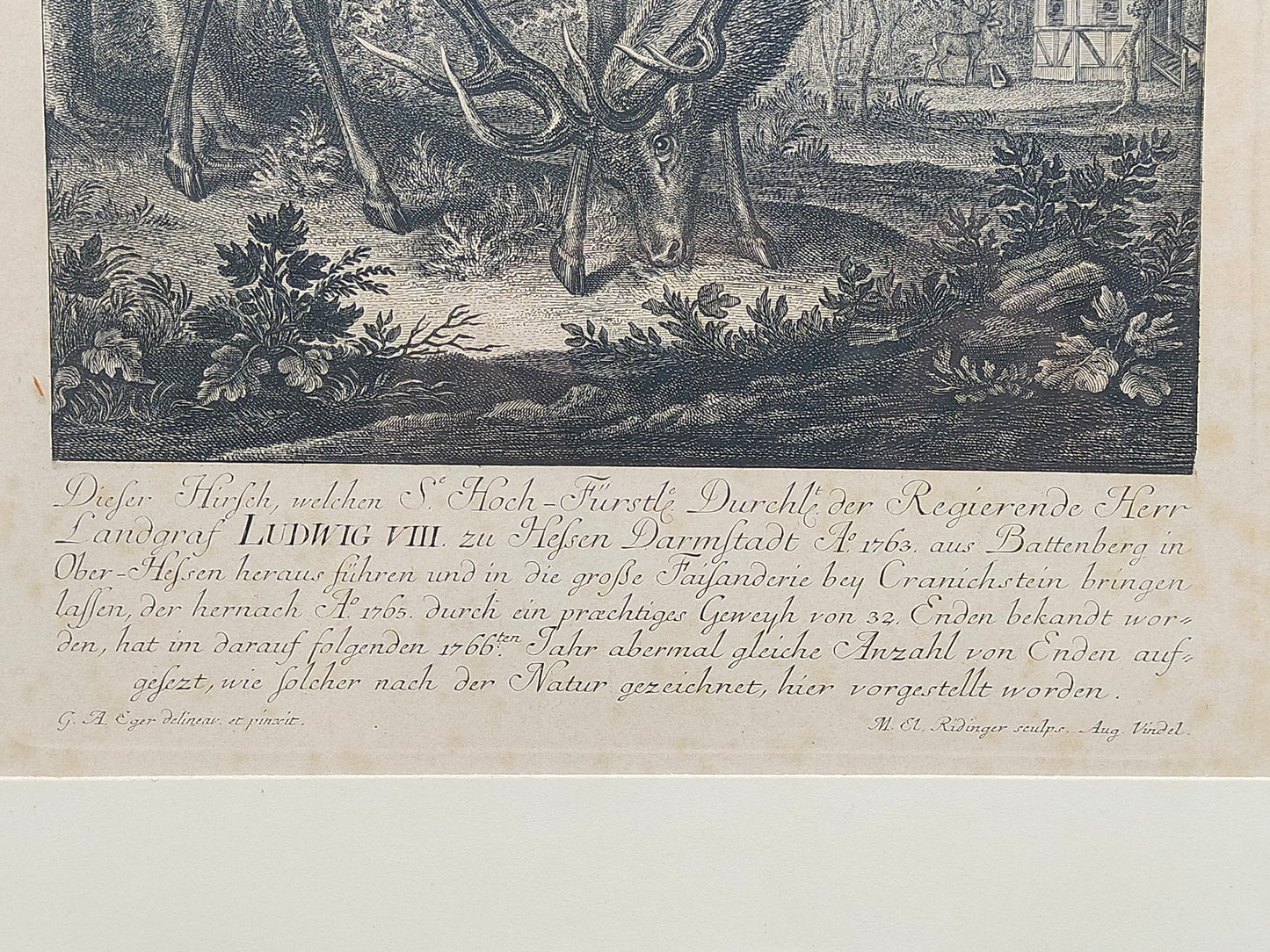 Antiker Kupferstich Johann Elias Ridinger – Prachtvoller Hirsch von 1763