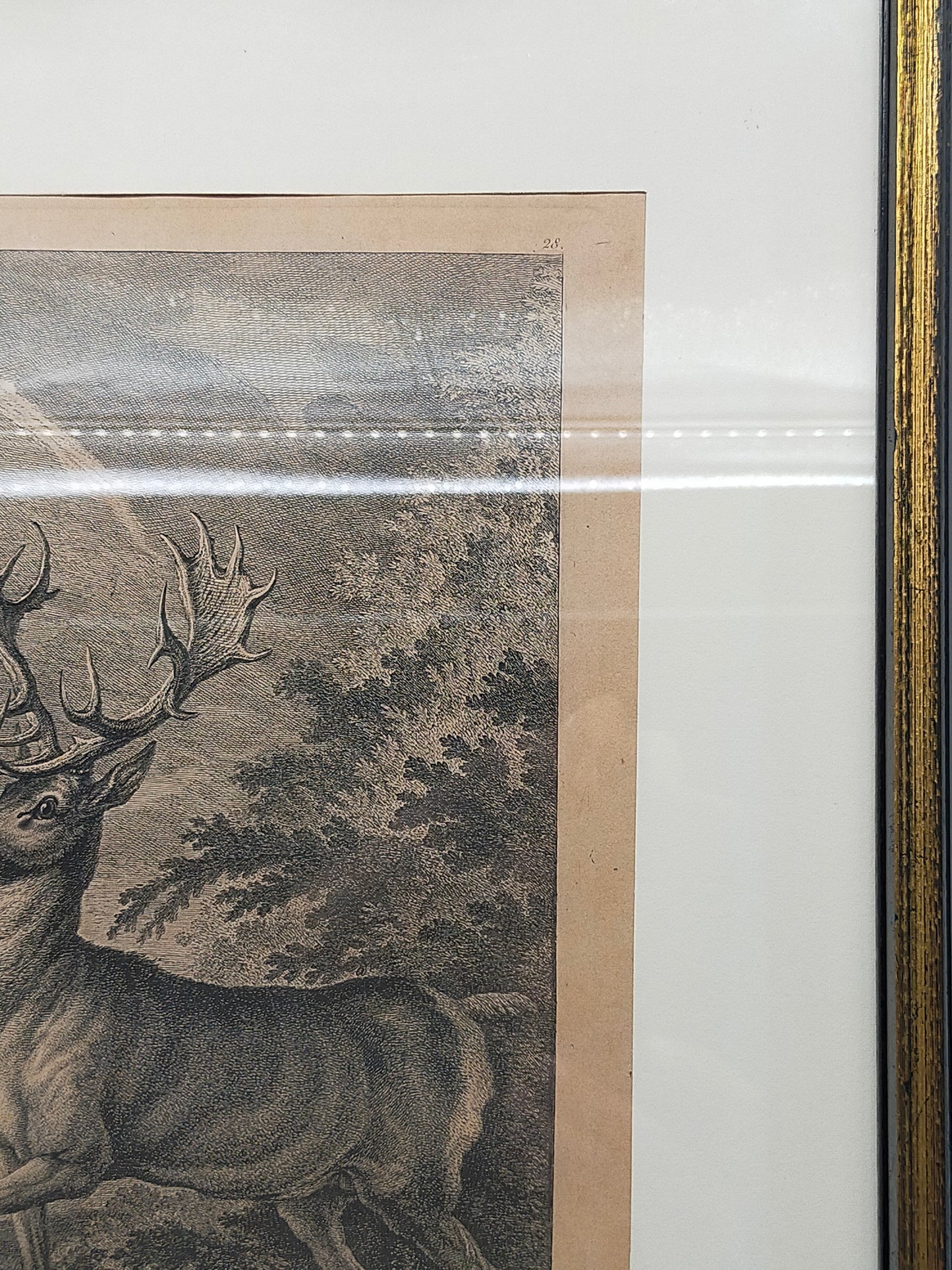 Historischer Kupferstich Johann Elias Ridinger – Der Prachtvolle Hirsch