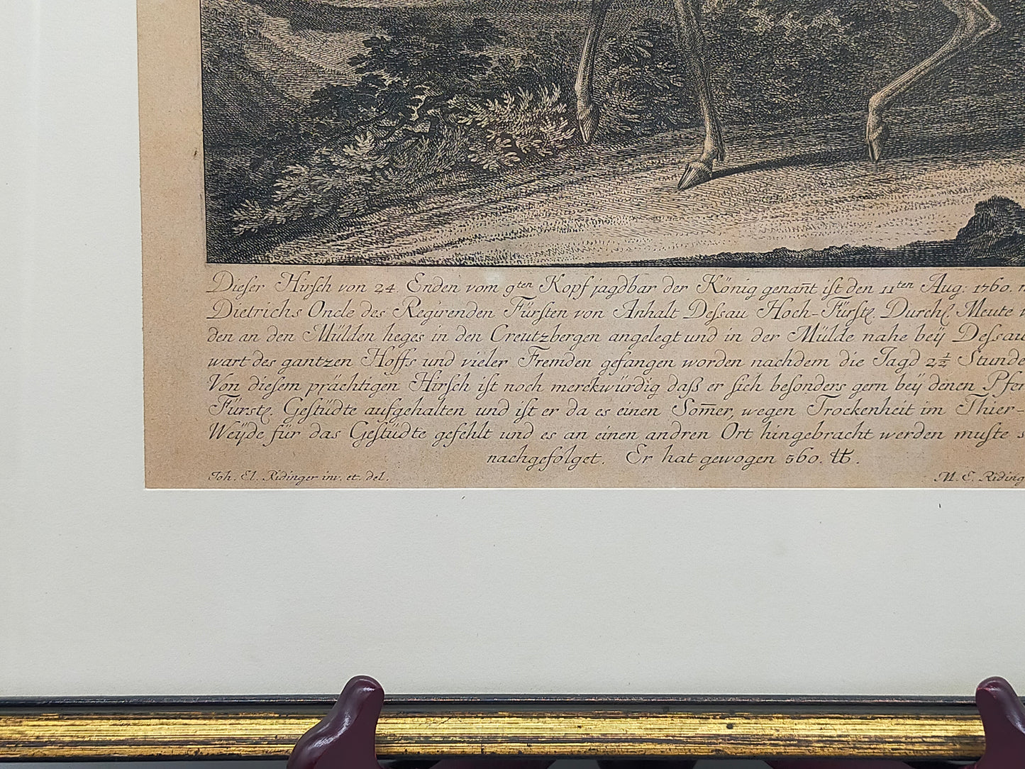 Historischer Kupferstich Johann Elias Ridinger – Der Prachtvolle Hirsch