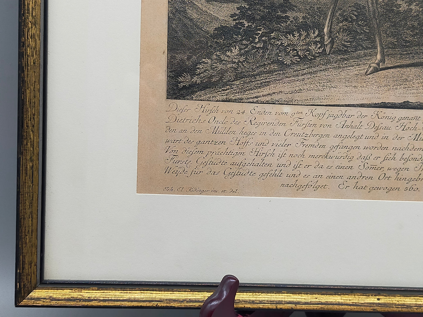 Historischer Kupferstich Johann Elias Ridinger – Der Prachtvolle Hirsch