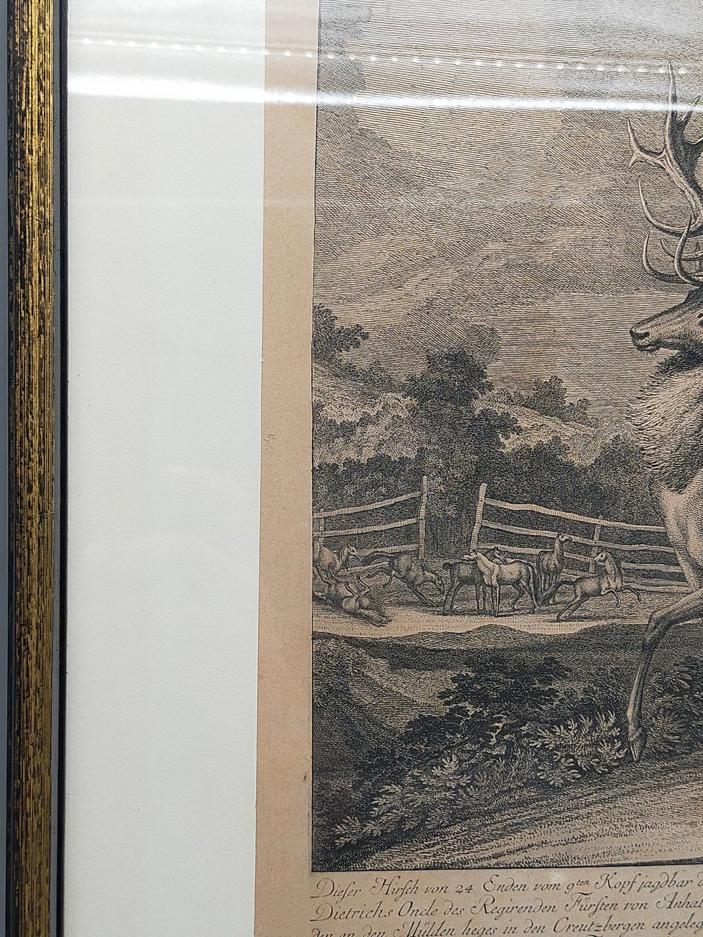 Historischer Kupferstich Johann Elias Ridinger – Der Prachtvolle Hirsch
