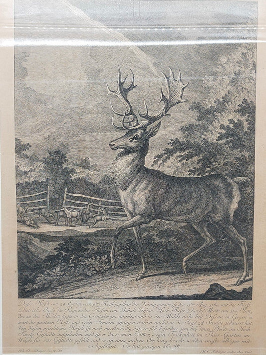 Historischer Kupferstich Johann Elias Ridinger – Der Prachtvolle Hirsch