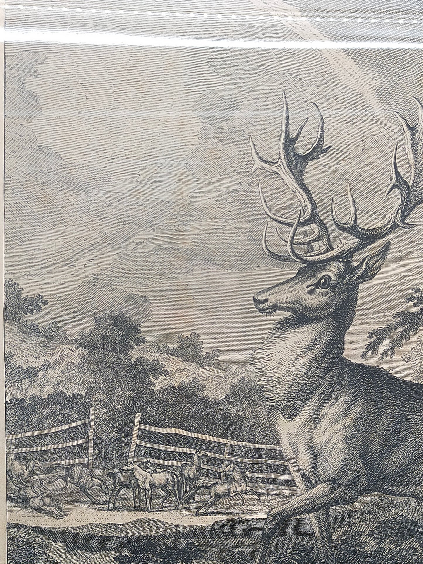 Historischer Kupferstich Johann Elias Ridinger – Der Prachtvolle Hirsch