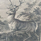 Historischer Kupferstich Johann Elias Ridinger – Der Prachtvolle Hirsch