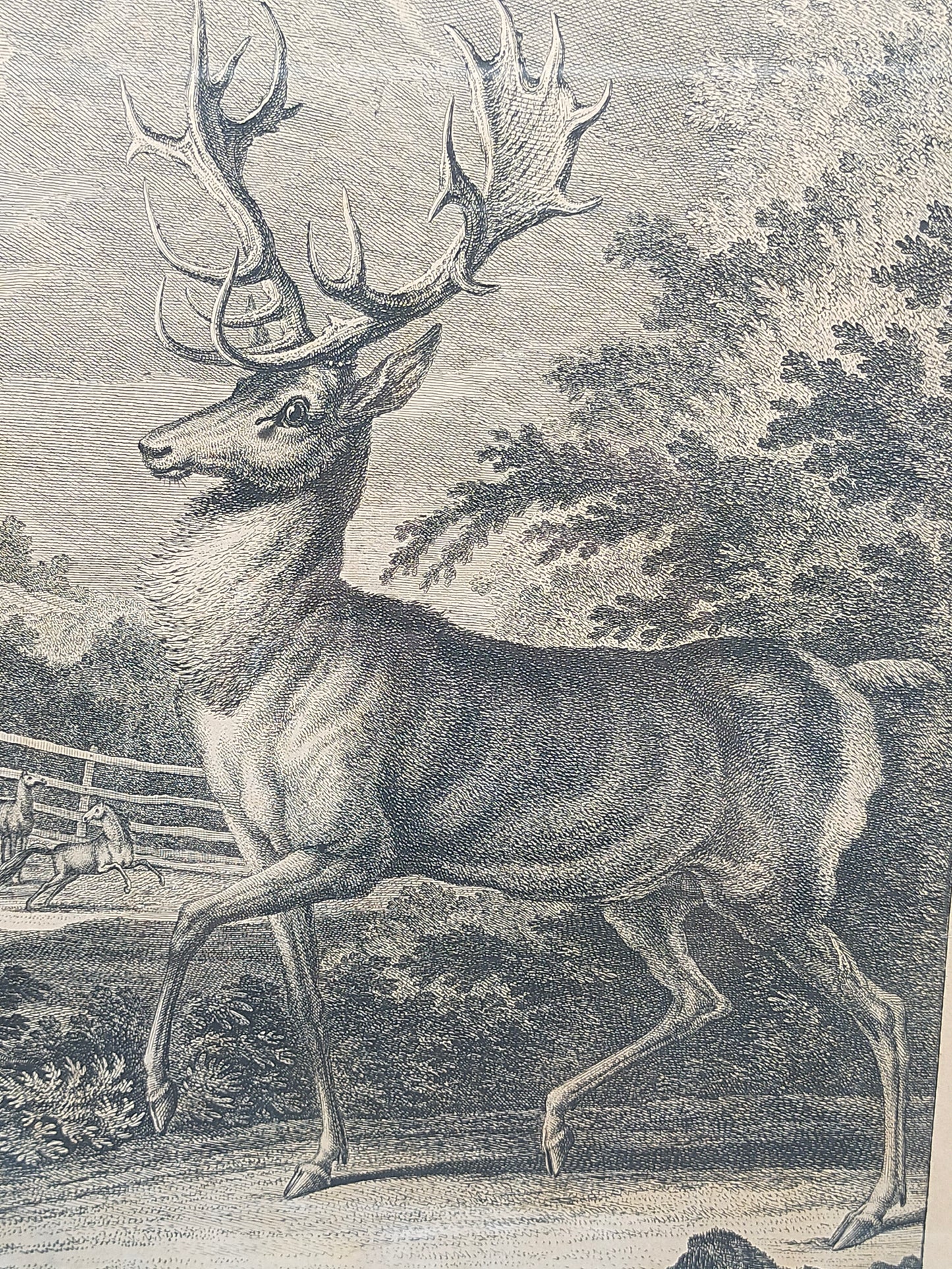 Historischer Kupferstich Johann Elias Ridinger – Der Prachtvolle Hirsch