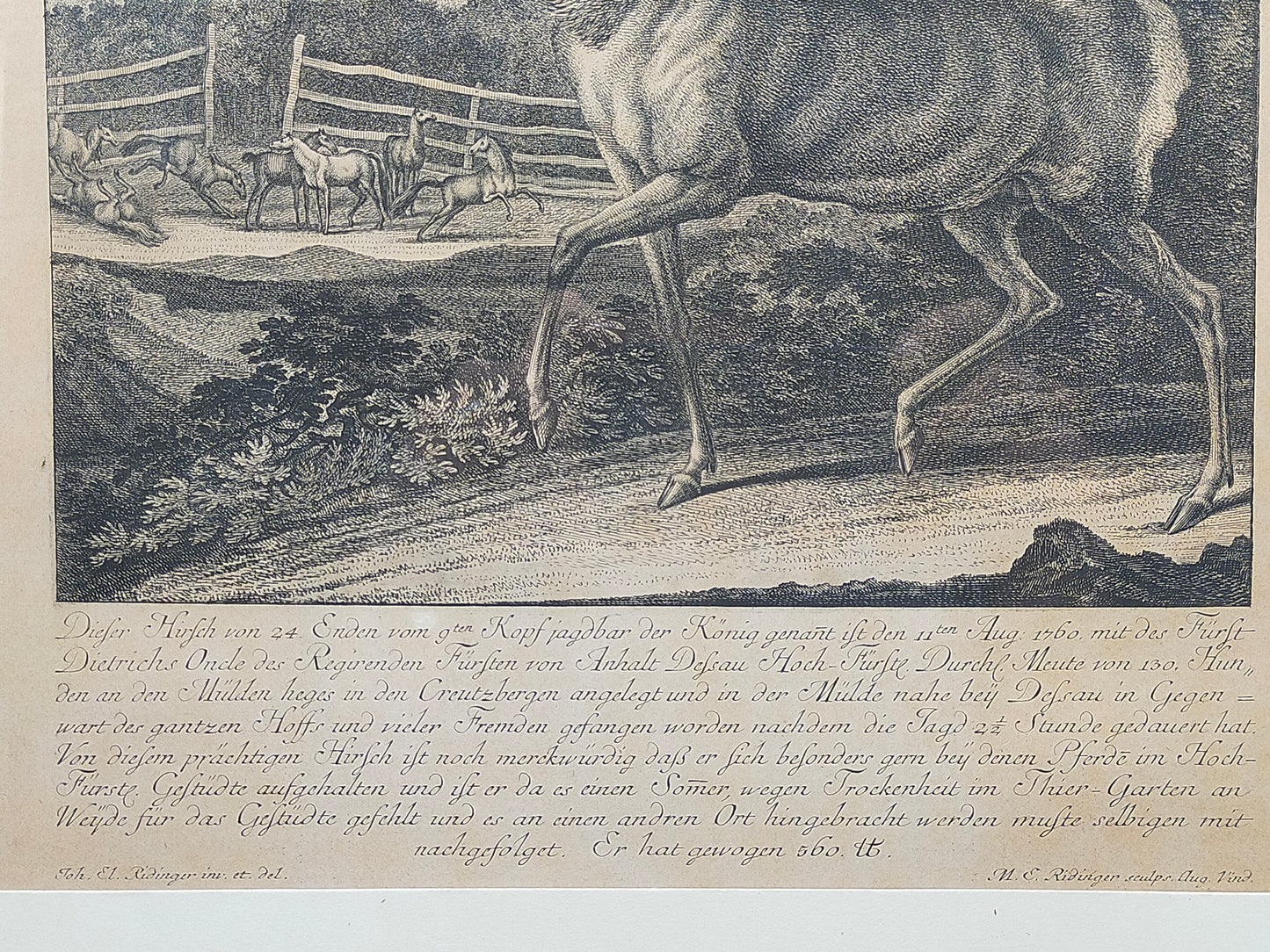 Historischer Kupferstich Johann Elias Ridinger – Der Prachtvolle Hirsch