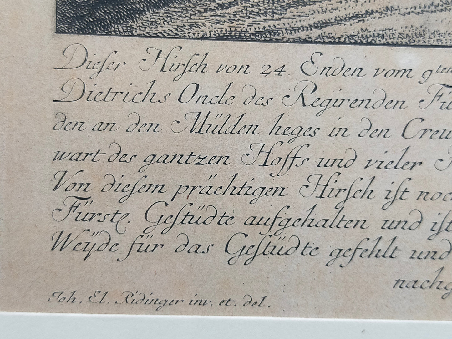 Historischer Kupferstich Johann Elias Ridinger – Der Prachtvolle Hirsch