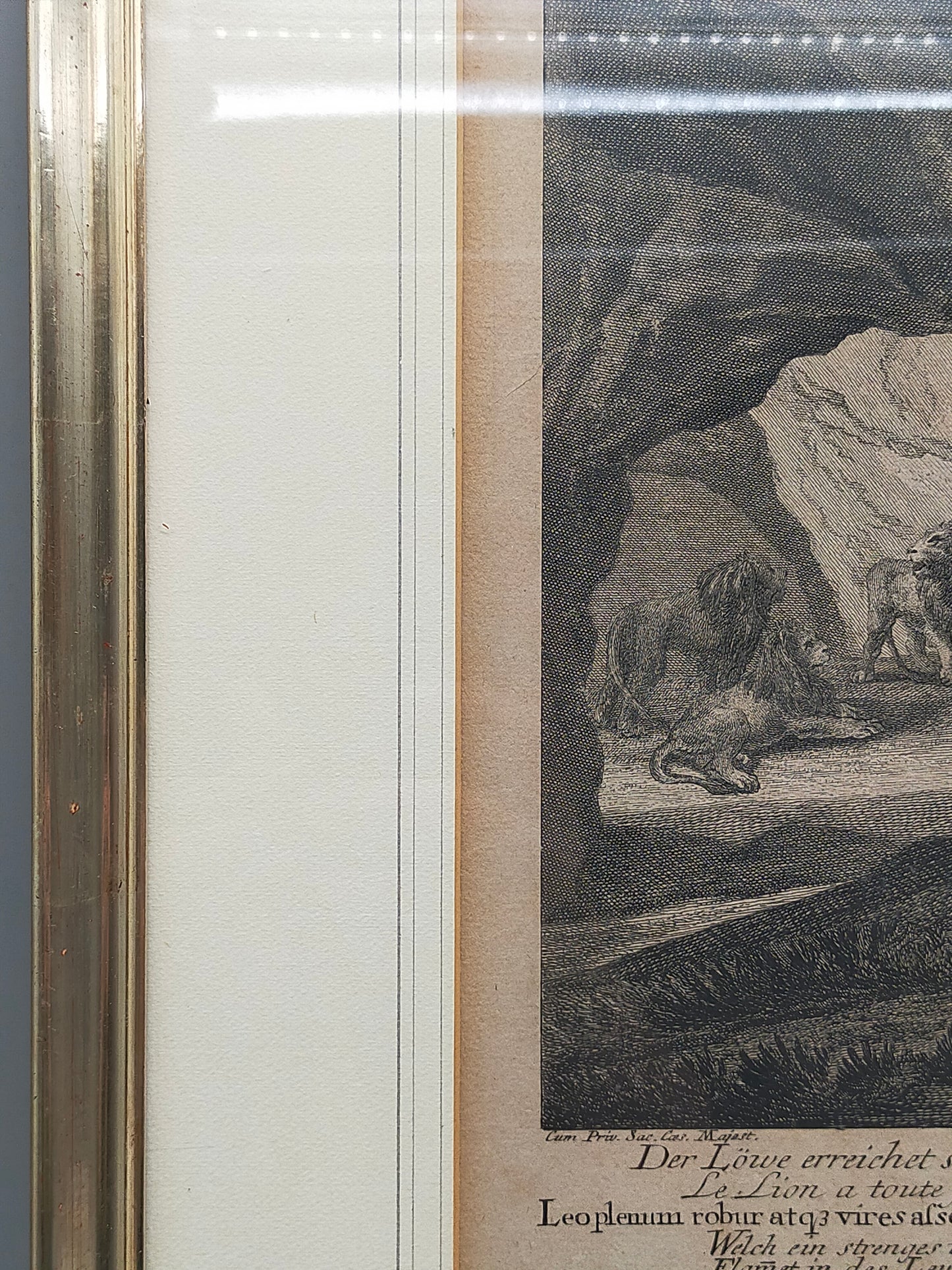 Antiker Kupferstich Johann Elias Ridinger – Prachtvoller Löwe in Höhle