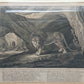 Antiker Kupferstich Johann Elias Ridinger – Prachtvoller Löwe in Höhle