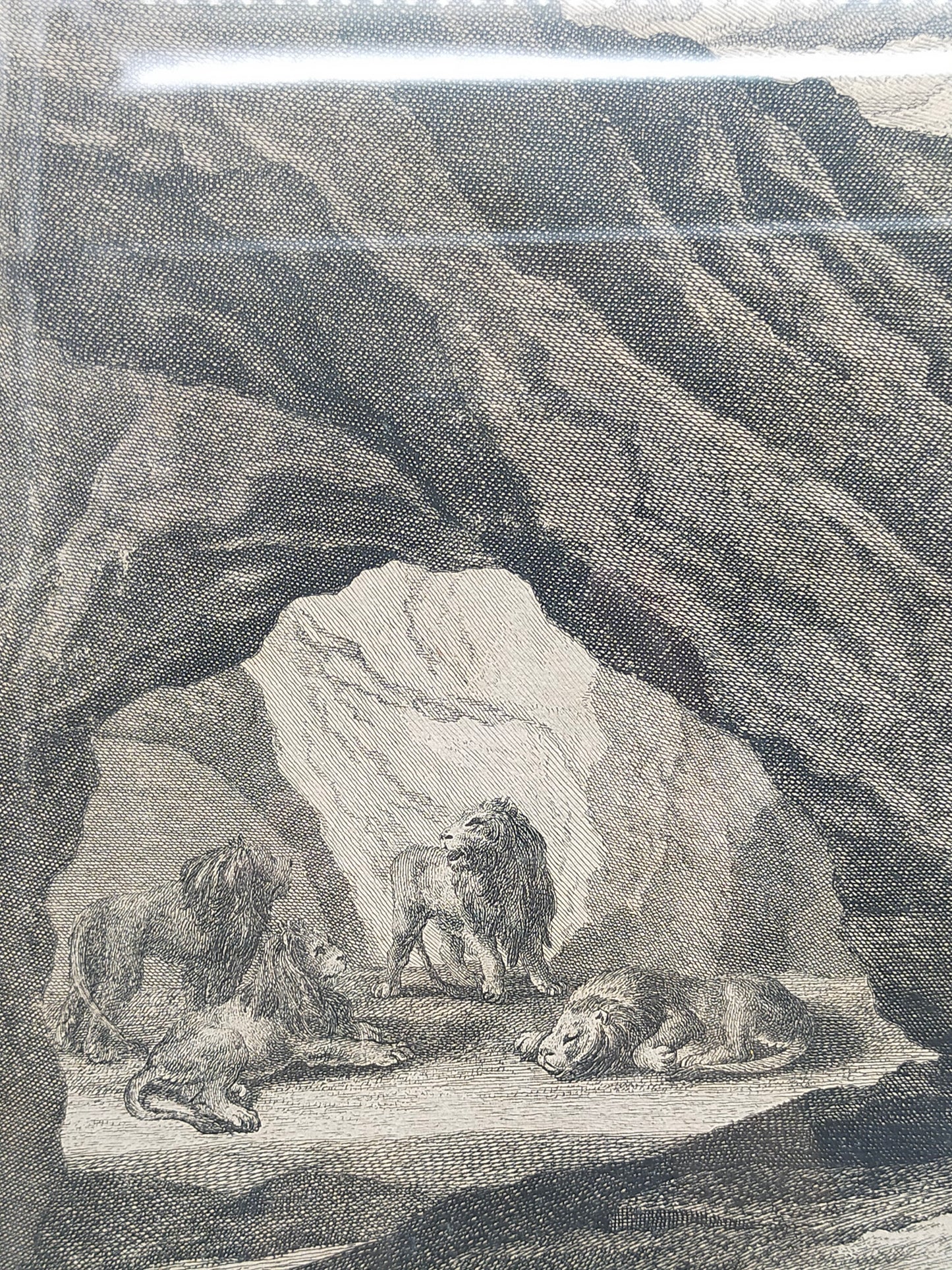 Antiker Kupferstich Johann Elias Ridinger – Prachtvoller Löwe in Höhle