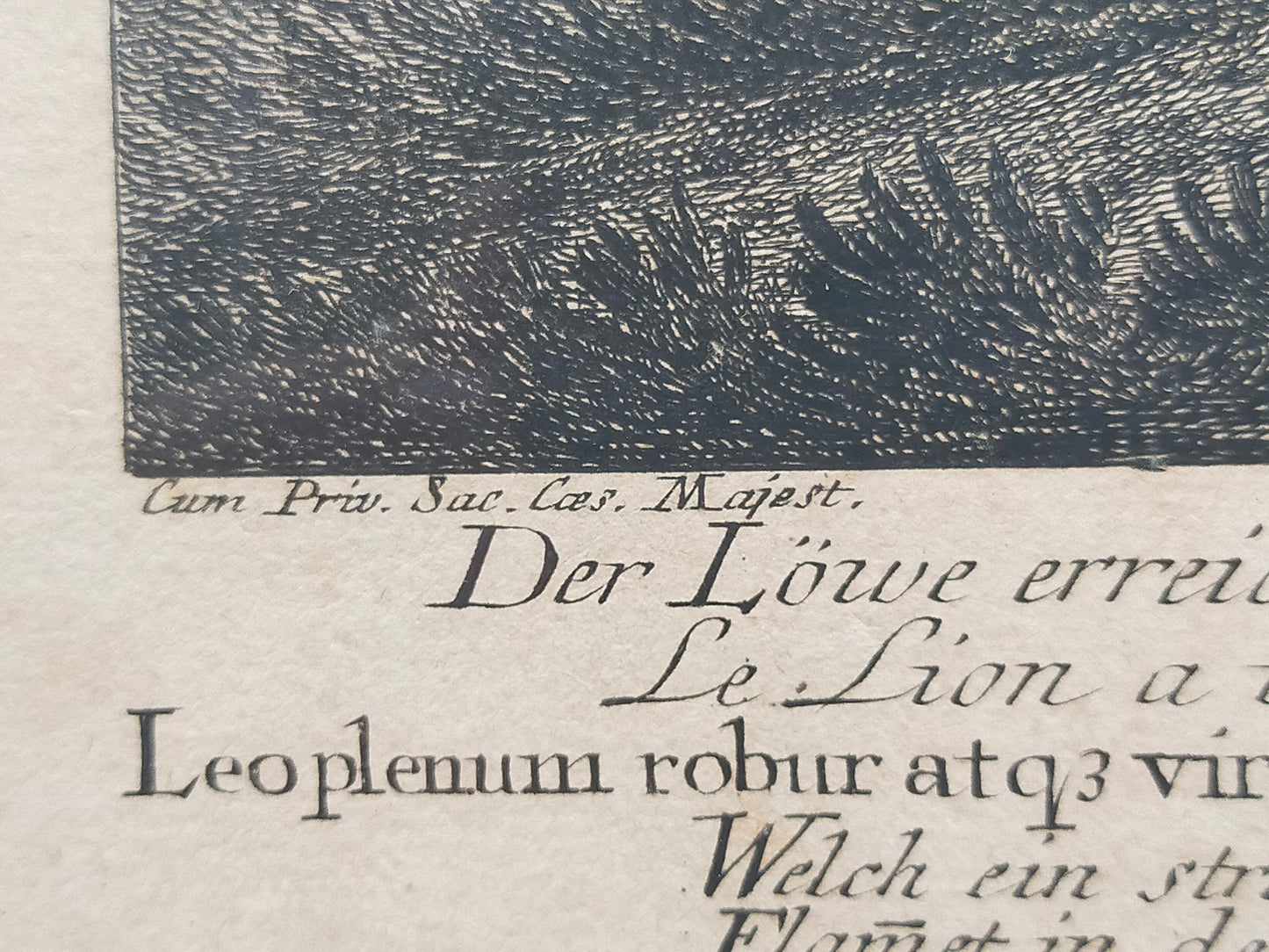 Antiker Kupferstich Johann Elias Ridinger – Prachtvoller Löwe in Höhle