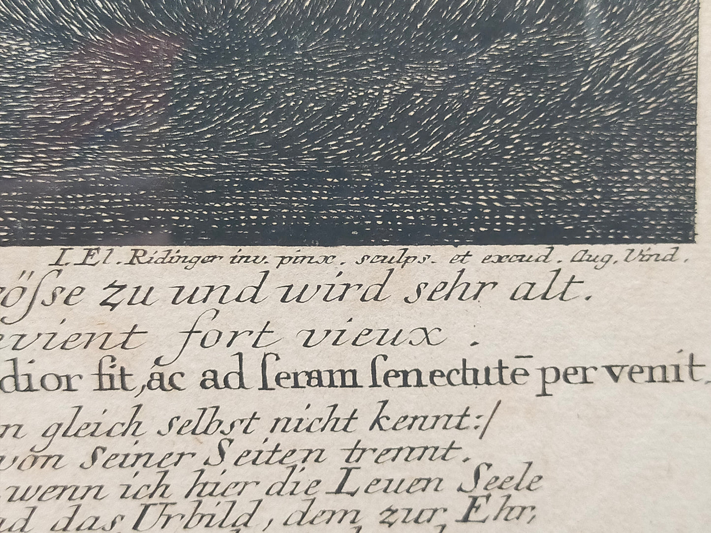Antiker Kupferstich Johann Elias Ridinger – Prachtvoller Löwe in Höhle