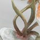 Rosenthal Kunstabteilung Selb Goldfisch Exquisite Porzellan Figur
