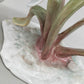 Rosenthal Kunstabteilung Selb Goldfisch Exquisite Porzellan Figur