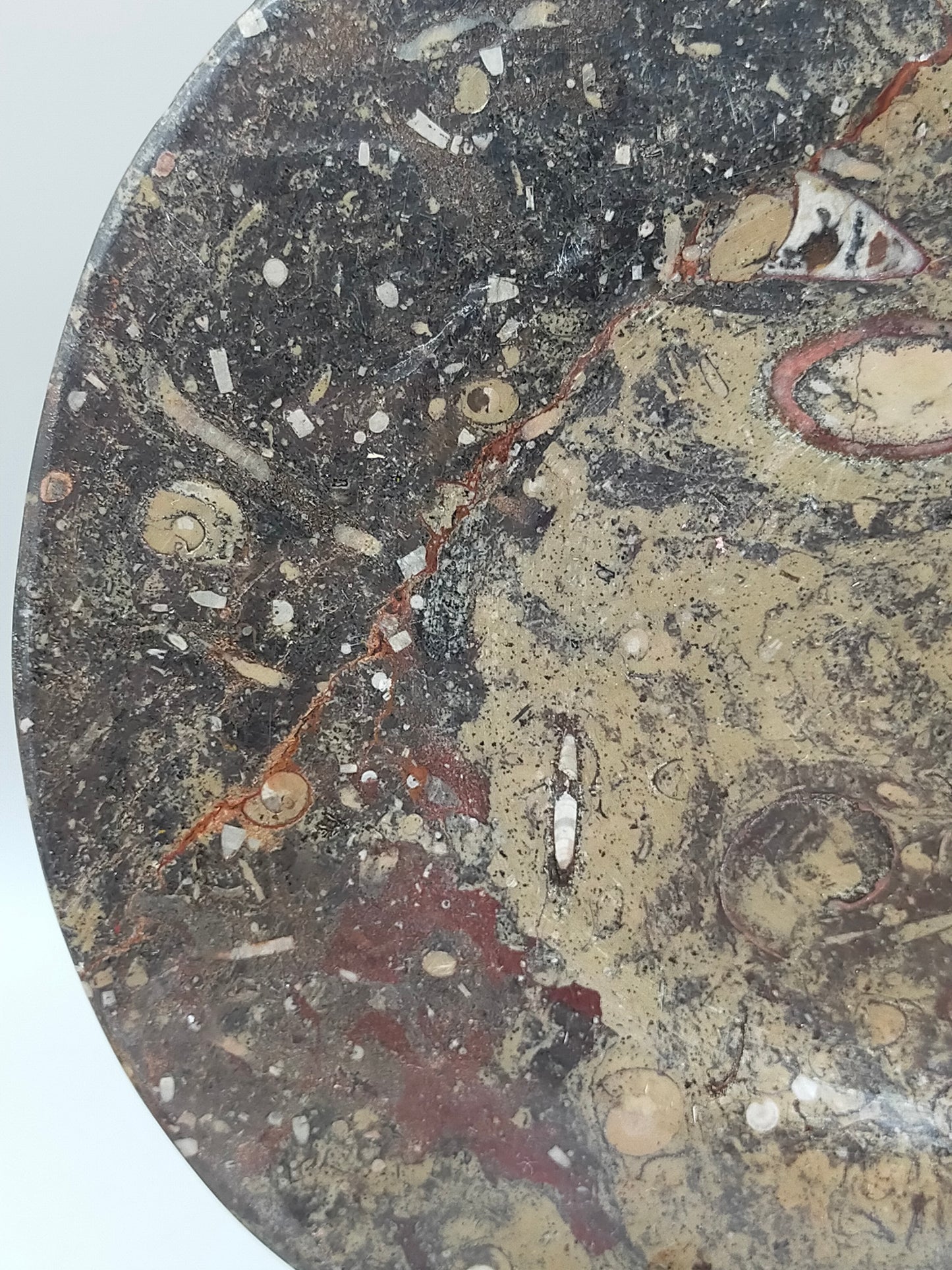 Fossilien Servierplatte aus Stein Ovale Dekoschale mit Ammoniten