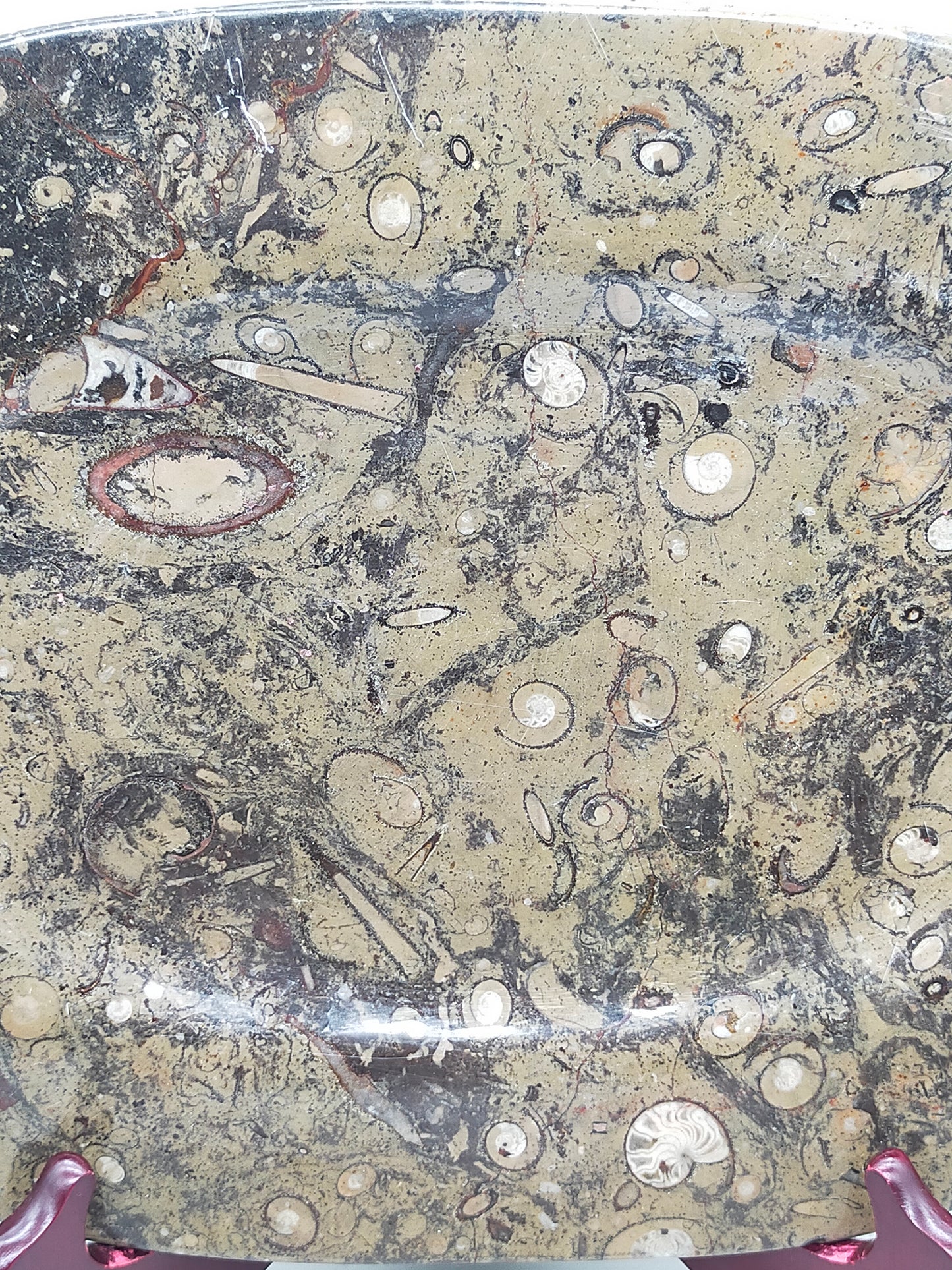 Fossilien Servierplatte aus Stein Ovale Dekoschale mit Ammoniten