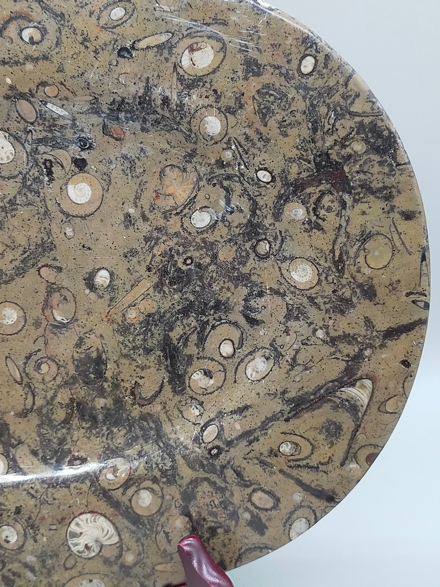 Fossilien Servierplatte aus Stein Ovale Dekoschale mit Ammoniten