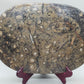 Fossilien Servierplatte aus Stein Ovale Dekoschale mit Ammoniten