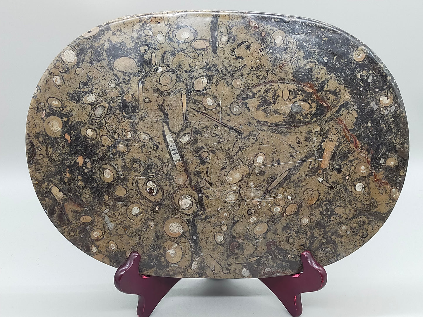 Fossilien Servierplatte aus Stein Ovale Dekoschale mit Ammoniten