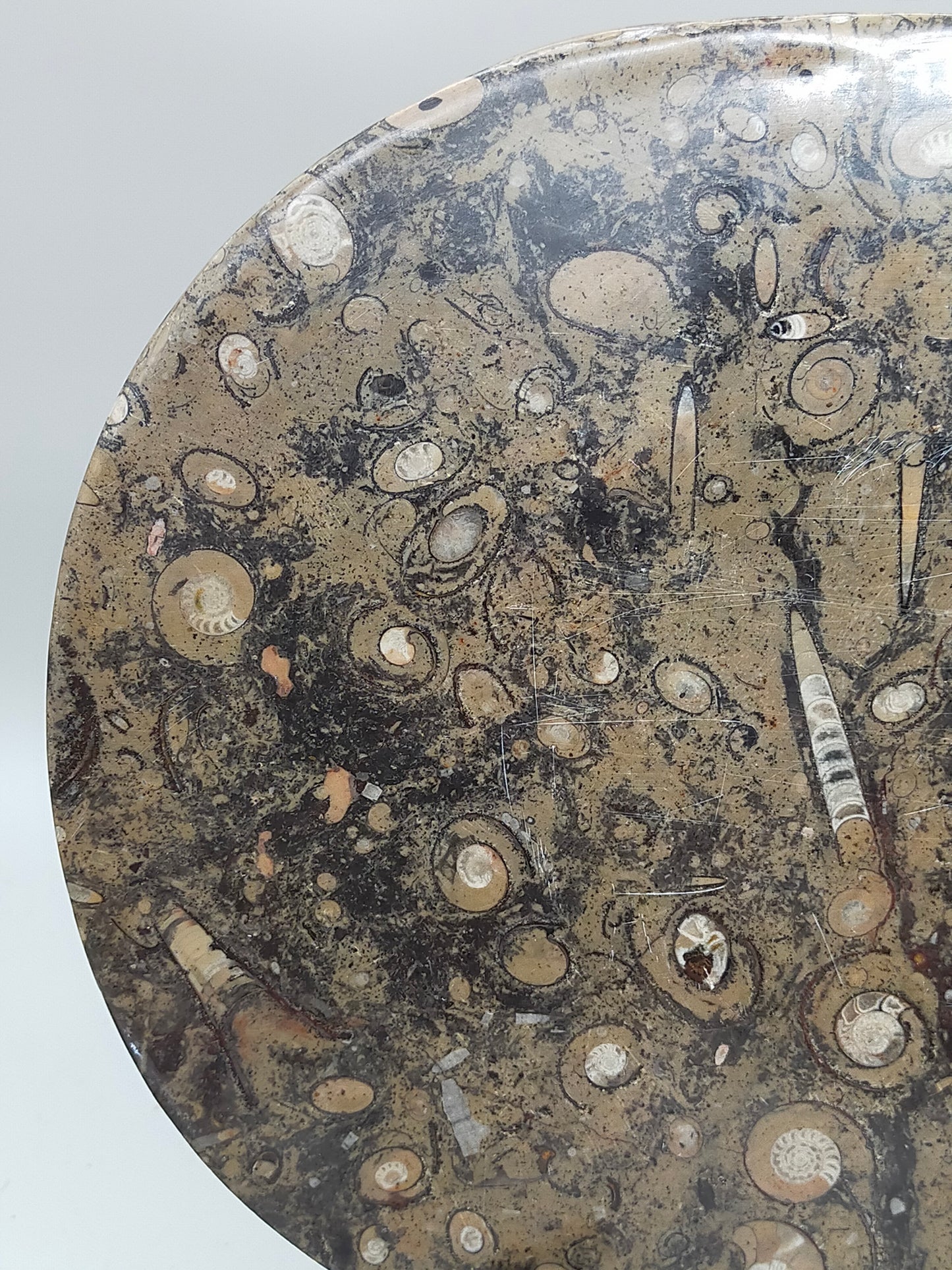Fossilien Servierplatte aus Stein Ovale Dekoschale mit Ammoniten