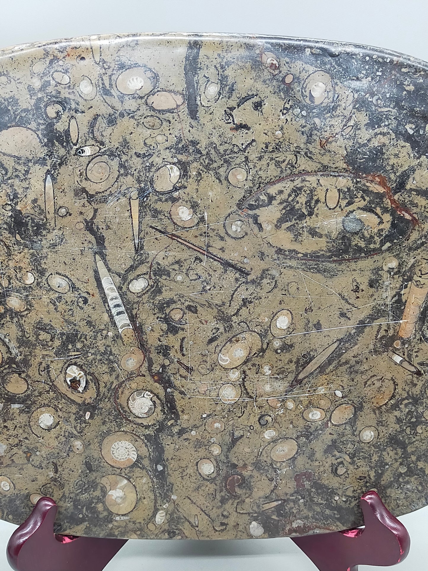 Fossilien Servierplatte aus Stein Ovale Dekoschale mit Ammoniten