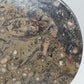 Fossilien Servierplatte aus Stein Ovale Dekoschale mit Ammoniten