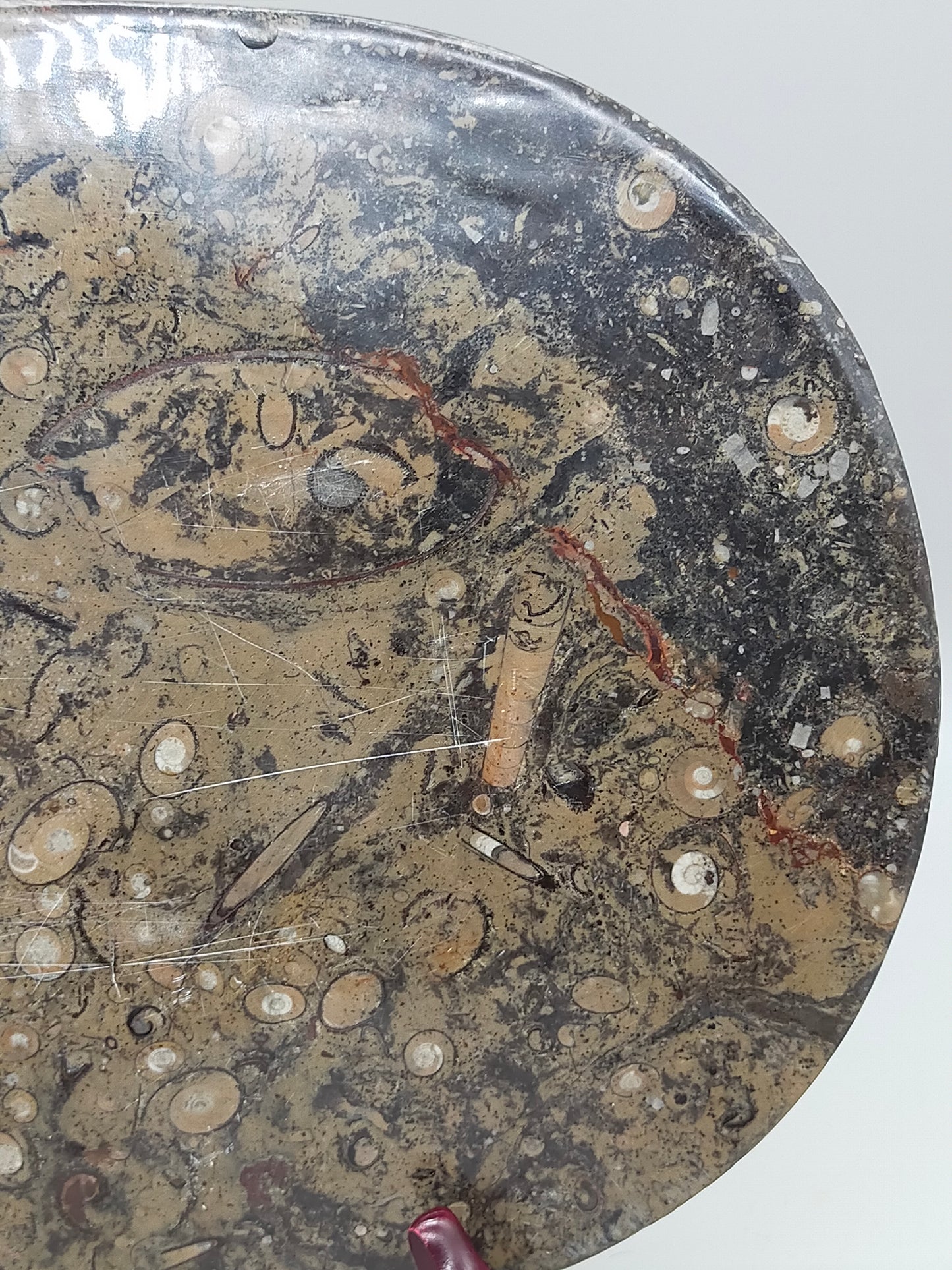Fossilien Servierplatte aus Stein Ovale Dekoschale mit Ammoniten