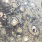 Fossilien Servierplatte aus Stein Ovale Dekoschale mit Ammoniten