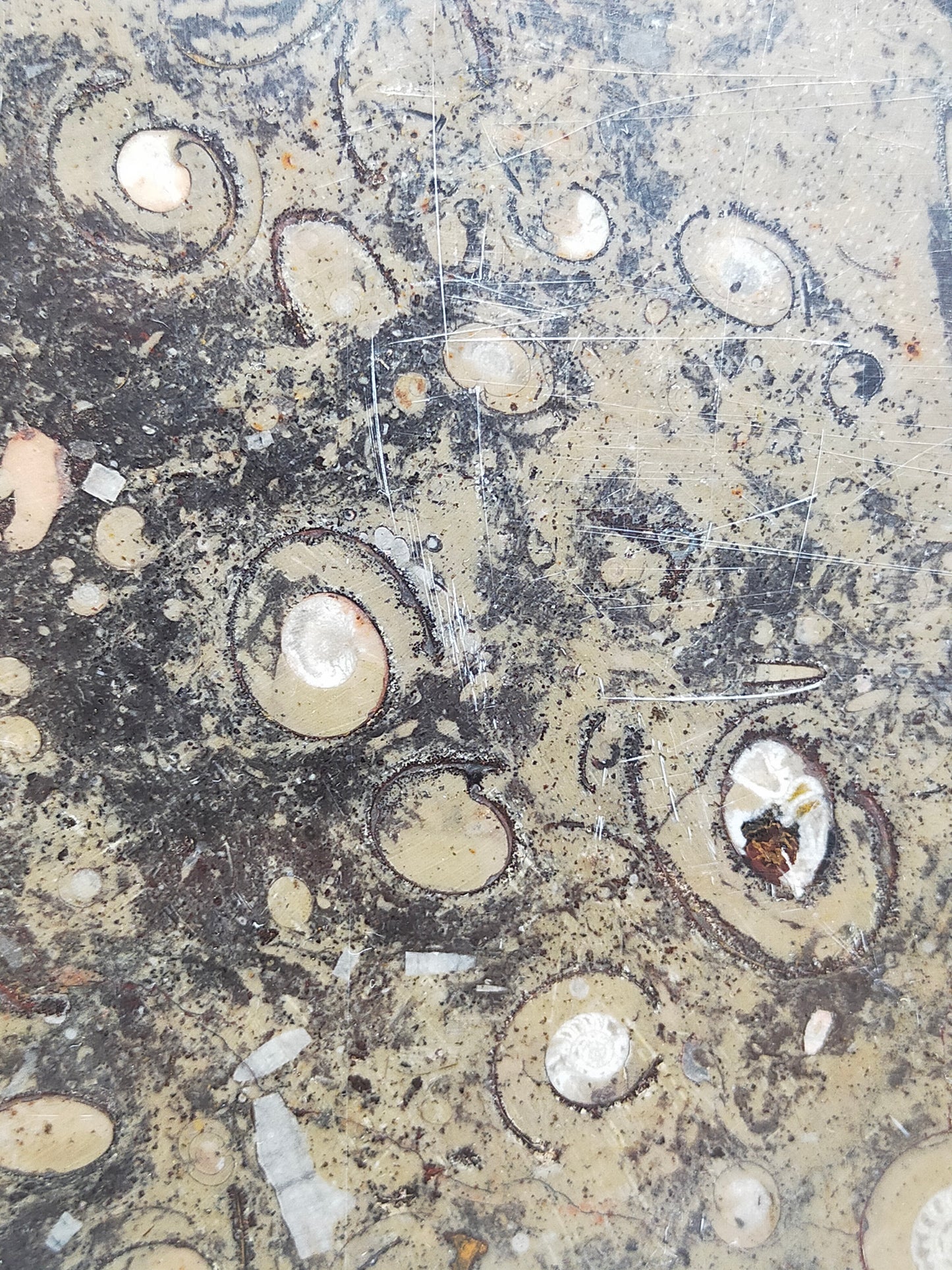 Fossilien Servierplatte aus Stein Ovale Dekoschale mit Ammoniten