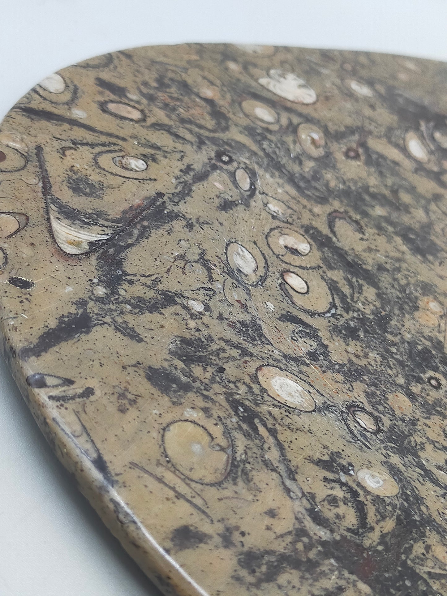 Fossilien Servierplatte aus Stein Ovale Dekoschale mit Ammoniten