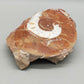 Fossilierter Ammonit auf Aufsteller Naturkunstwerk