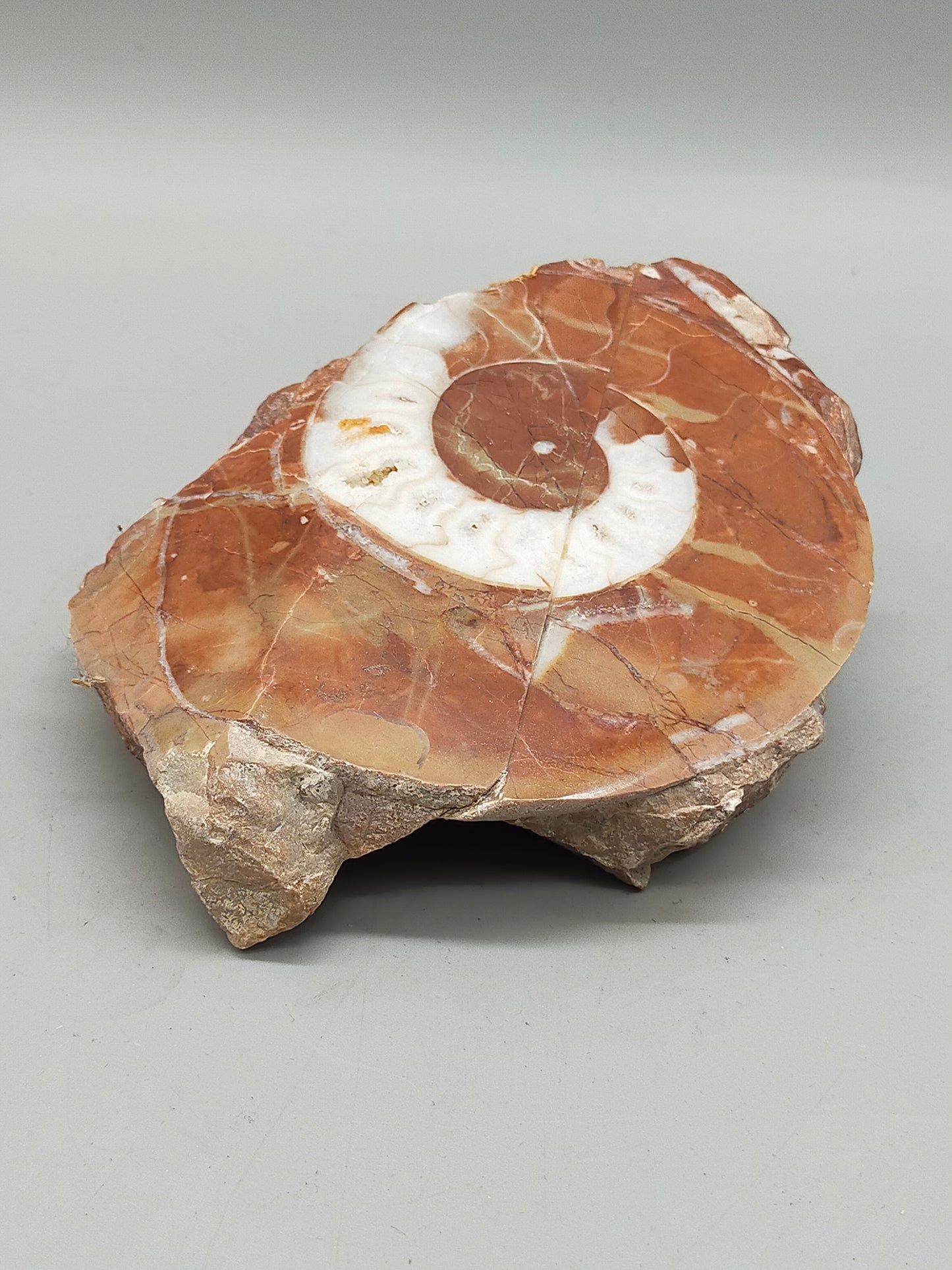 Fossilierter Ammonit auf Aufsteller Naturkunstwerk
