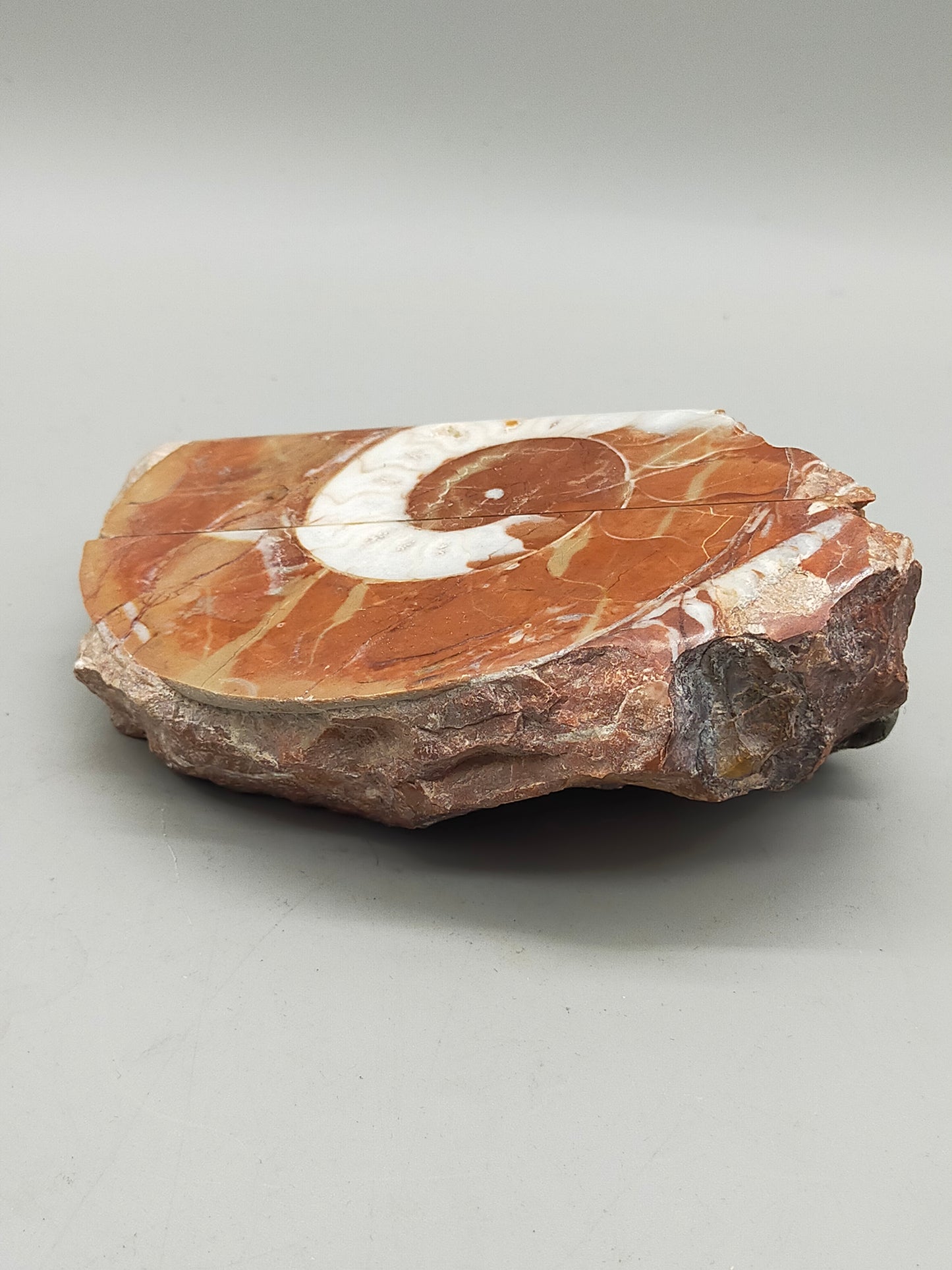Fossilierter Ammonit auf Aufsteller Naturkunstwerk
