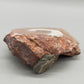 Fossilierter Ammonit auf Aufsteller Naturkunstwerk