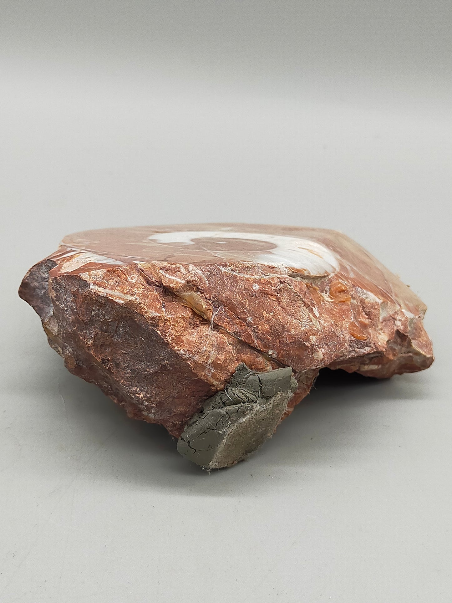 Fossilierter Ammonit auf Aufsteller Naturkunstwerk