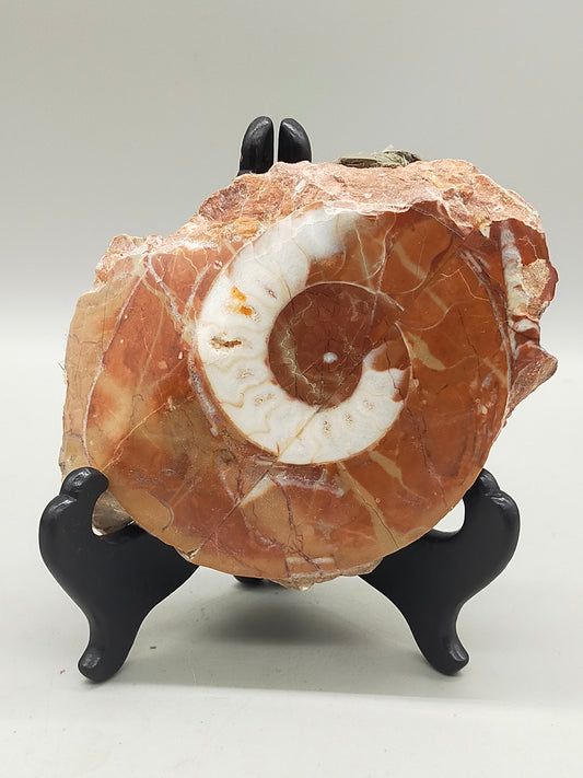 Fossilierter Ammonit auf Aufsteller Naturkunstwerk