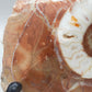 Fossilierter Ammonit auf Aufsteller Naturkunstwerk