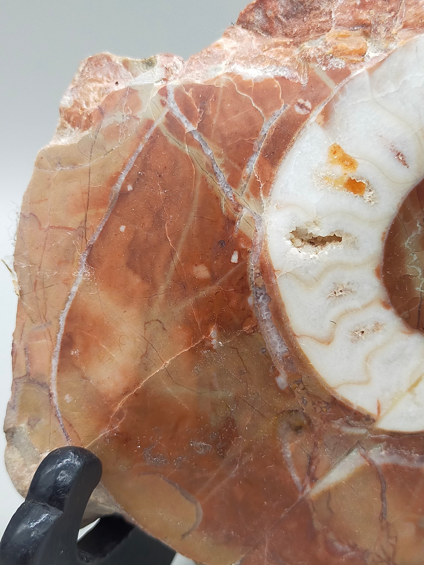 Fossilierter Ammonit auf Aufsteller Naturkunstwerk