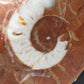 Fossilierter Ammonit auf Aufsteller Naturkunstwerk