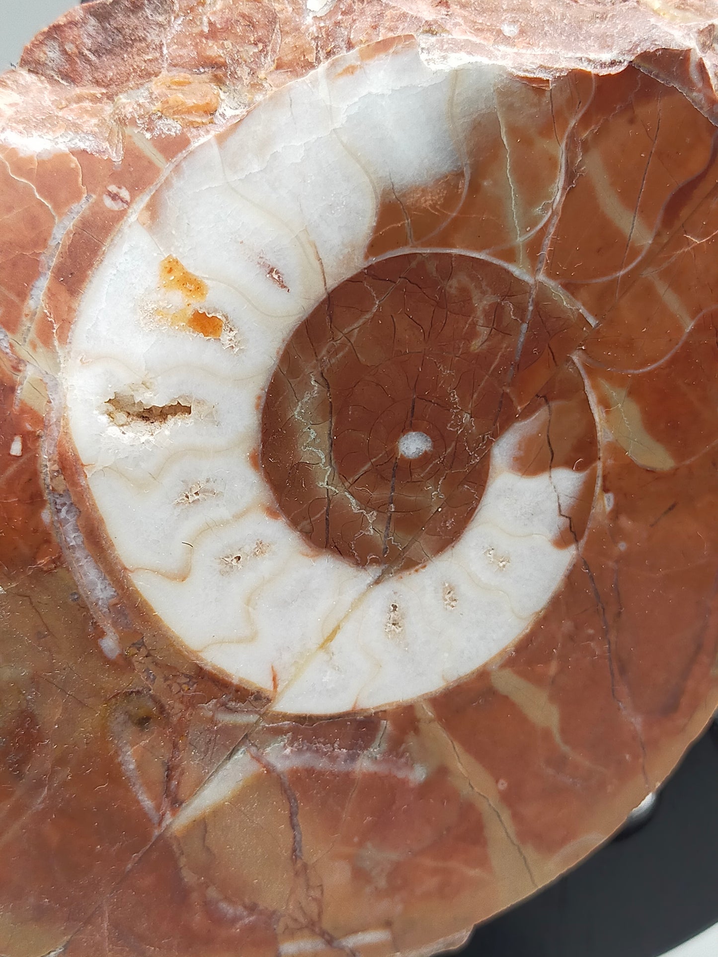 Fossilierter Ammonit auf Aufsteller Naturkunstwerk