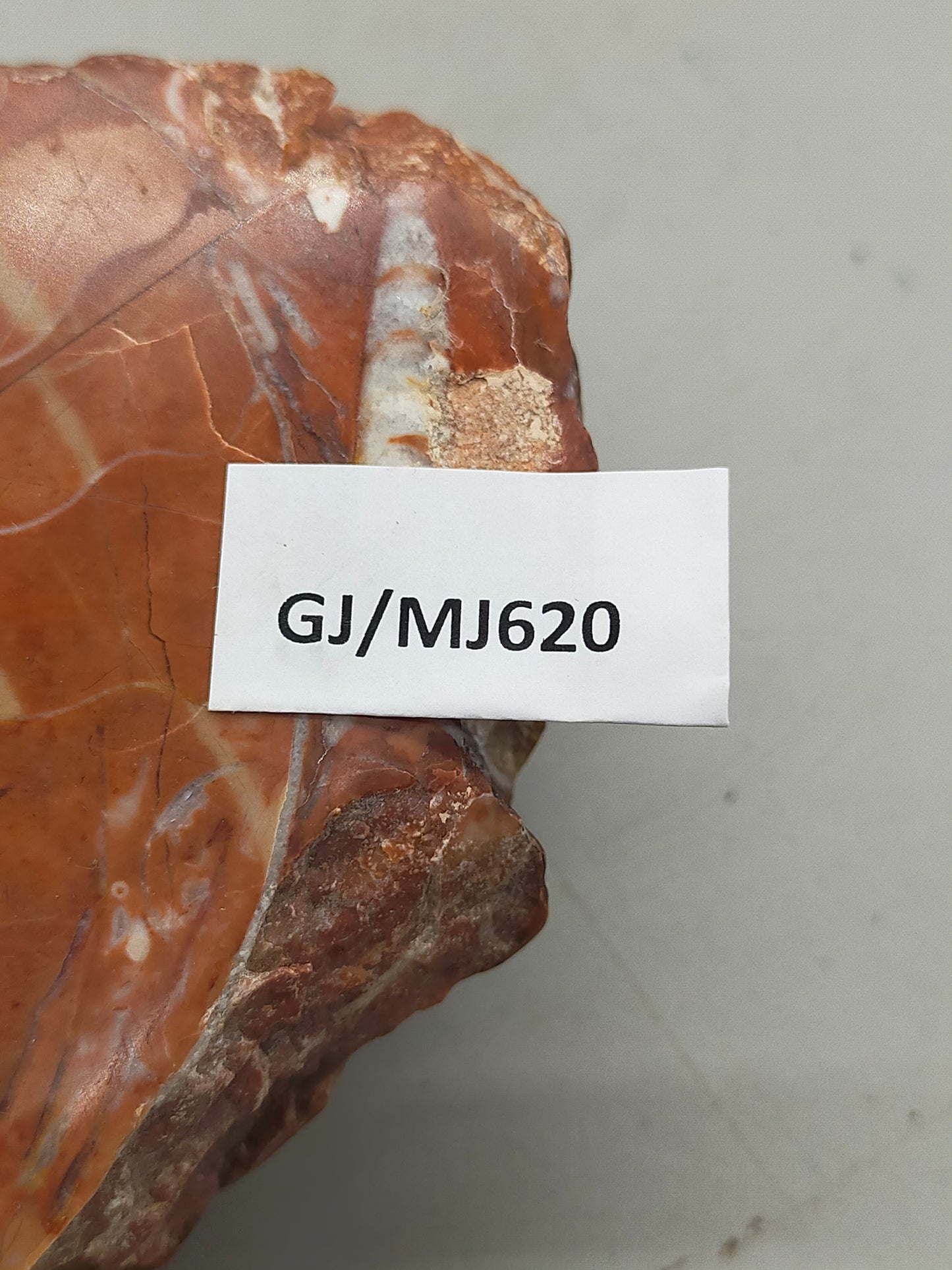 Fossilierter Ammonit auf Aufsteller Naturkunstwerk