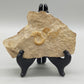 Fossilisiertes Ammonit Ammoniten Fossil auf Matrix