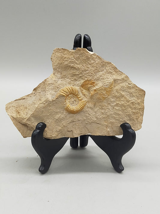 Fossilisiertes Ammonit Ammoniten Fossil auf Matrix